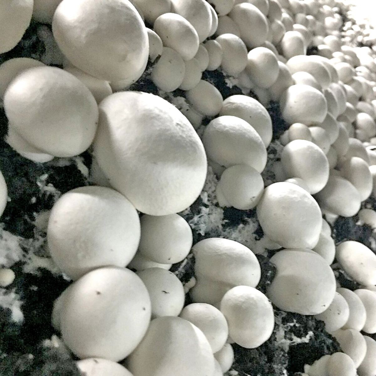 Portobello aka White Button Mushroom
